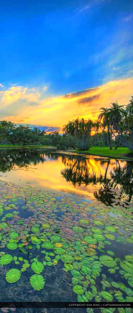 A beautiful😍 view white park and Lily flowe that spread in the water ❣️❣️