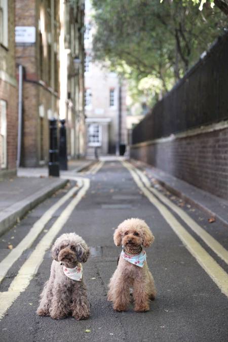 for dog lovers...!
