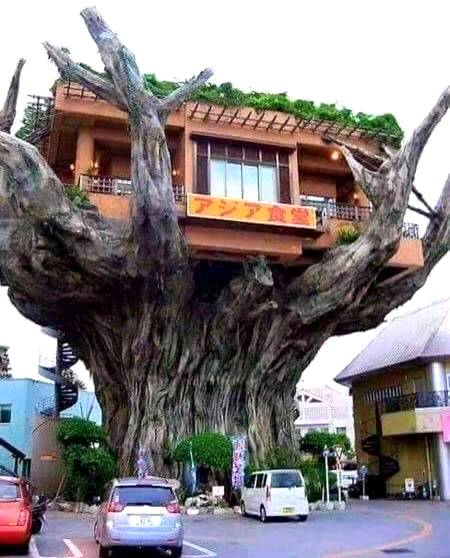 Amazing house on tree!