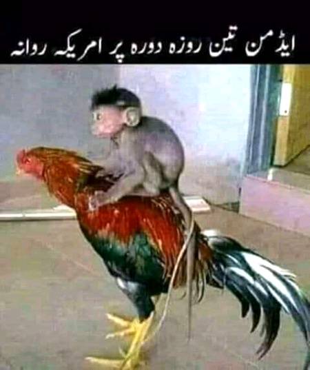 America rawana