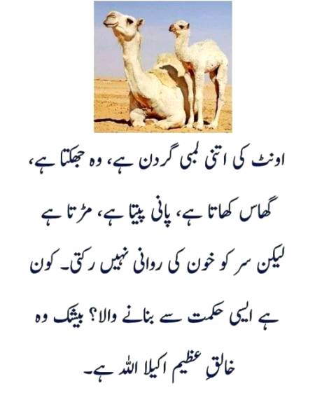 ʕ º ᴥ ºʔ🐪/╲/\╭(•‿•)╮/\╱\🐫