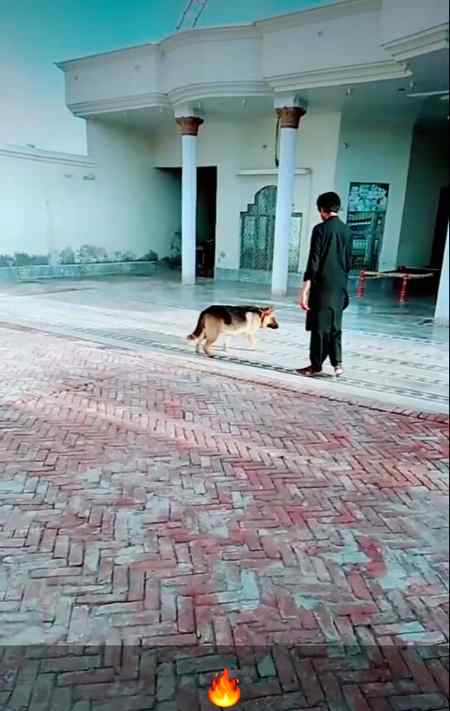 Nawab Adii.m2 at my house .m1..  mera sweet Tommy.a2