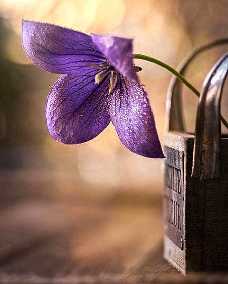 🌿امام ابن مفلح نے آداب شرعیہ میں فرمایا:

*مسلمان کا مسلمان پر حق ہے کہ*

- اس کے عیب کوڈھانپے
- اس کی پھسلن معاف کرے
- اس کے آنسوٶں پر رحم کرے
- اس کی لغزش کو معاف کرے
- اس کی معذرت قبول کرے
- جو چیز اس سے گم ہو اسے لوٹائے
- اس کو ہمیشہ نصیحت کرے
- اس کی تنہائی کی حفاظت کرے
- اس کے ذمہ کی نگرانی کرے
- اس کی دعوت قبول کرے
- اس کا تحفہ قبول کرے
- اس کی صلہ رحمی کا بدلہ دے
- اس کی نعمت کا شکر ادا کرے
- اس کی اچھی مدد کرے
- اس کی ضرورت پوری کرے 
- اس کے سوال کی سفارش کرے
- اس کی چھینک کا جواب دے
- اس کی گمشدہ چیز لوٹا دے
- اس سے دوستی رکھے اس سے دشمنی نہ رکھے
- ظالم کے خلاف اس کی مدد کرے
- اور اسے دوسرے پر ظلم سے روکے
- اور نہ اسے کسی اور کے حوالے کرے
- اور نہ ہی اسے چھوڑے
- جو اپنے لیے پسند کرتا ہے وہی اس کے لیے بھی پسند کرے
- اور جو اپنے لی