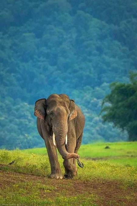 Beautiful edited pic of Elephant 🔥
