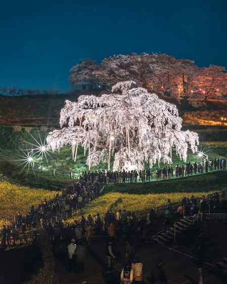 1000 year old tree very beautiful😍