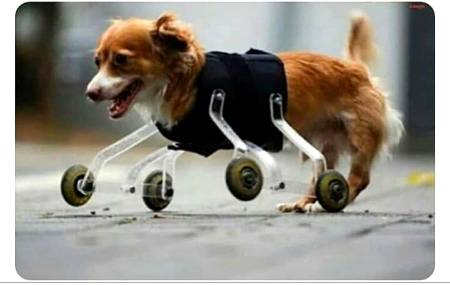 Hats off to the person  who gave this dog a new life 💗🙏