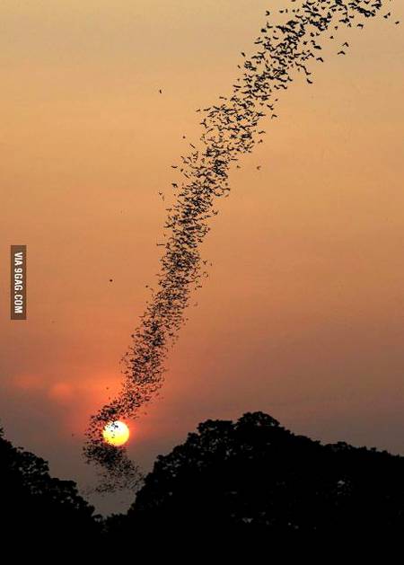 Bats during sunset🔥🔥