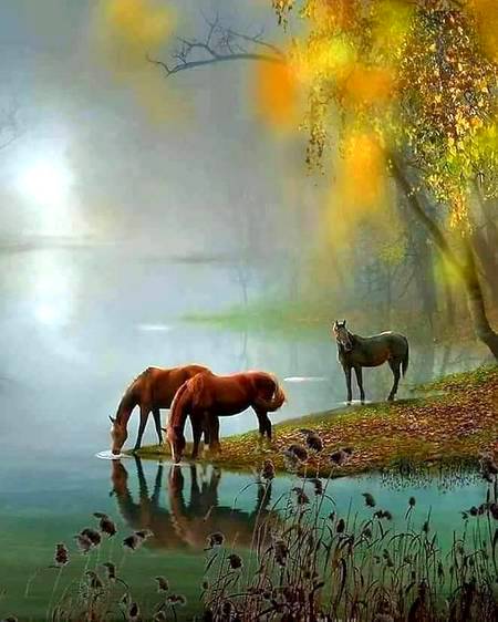 Amazing wildlife photography 🐎🐎🐎