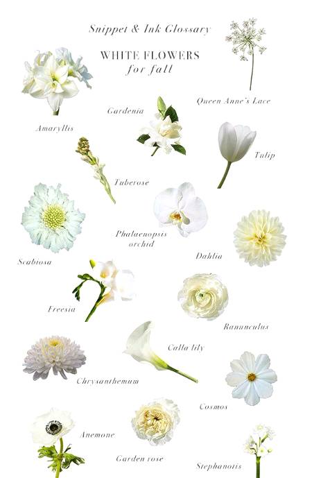 Kinds of white flowers..