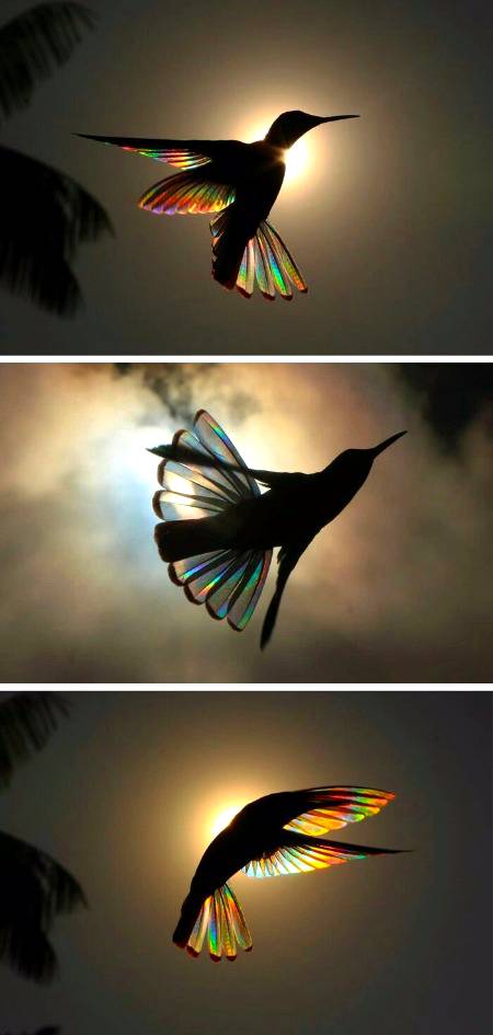 A rainbow of lights diffracts through hummingbird in photography