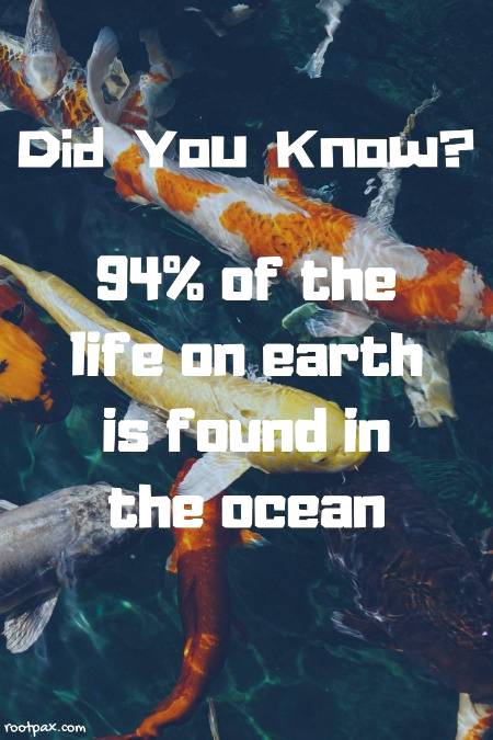 ___ Fact knowledge ___