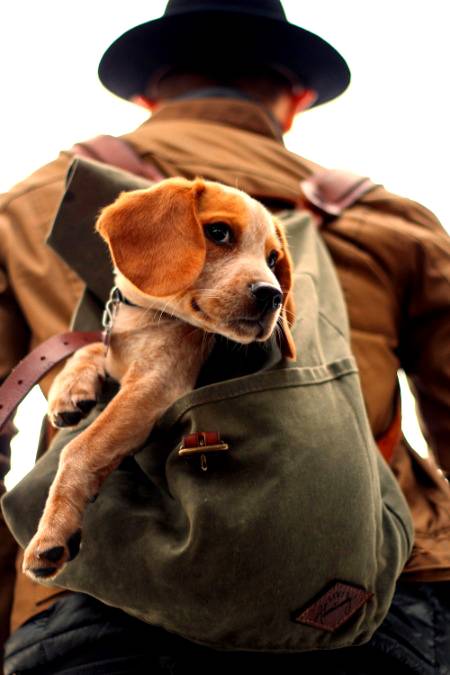 for dog lovers...!