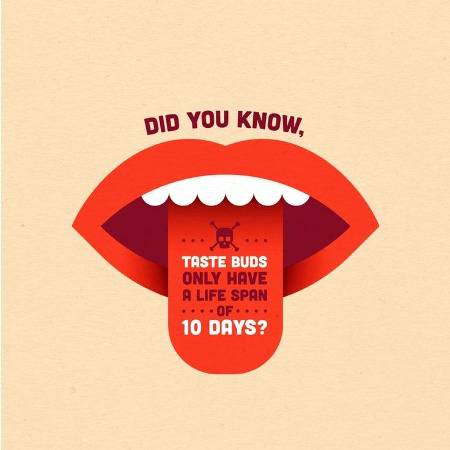 Ever noticed that it only takes a couple of days to heal after burning your tongue?that's becoz your taste buds life cycle is shoeter than two weeks.