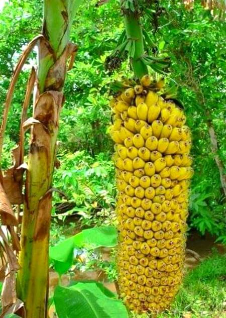 Beautiful look of bananas very long cluster of bananas