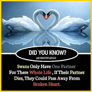 DID YOU KNOW??