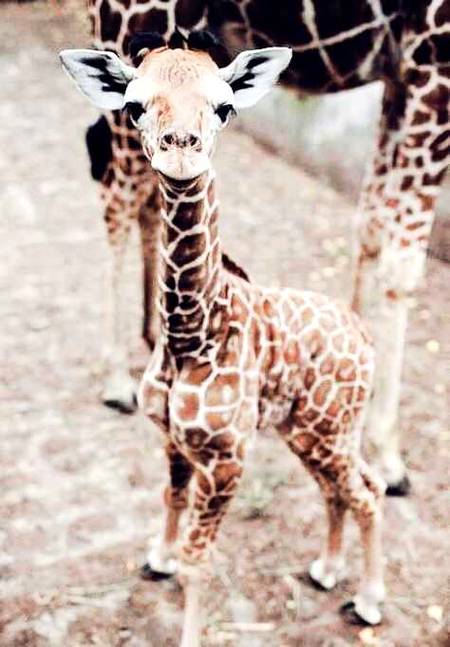 Cute baby 👌🏻👌🏻👌🏻 Animal...