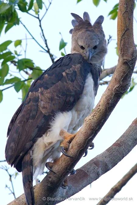 Harpy Eagle.