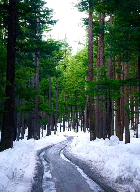 Kalam Forest!!
