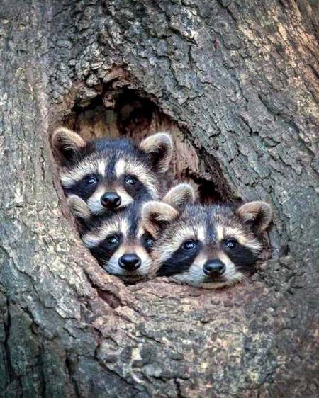 Beautiful cute Mammal 👌🏻