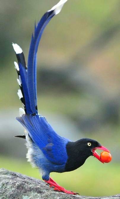 The Sri Lanka blue Magpie or Ceylon Magpie,Urocissa Ornata,is a member of the crow family living in the hill Forests of Sri Lanka 💕💕