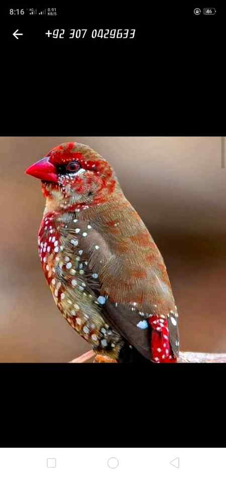 بادشاہ وہ کون ہے اللہ ھو اللہ