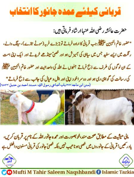 ☘️ 🍀🐏. 🐪 🐃☘️ 🍀