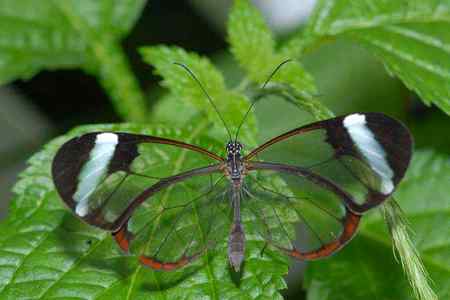 Transparent Butterfly...