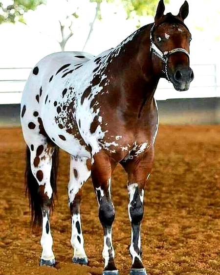 Very beautiful horse 💕💕