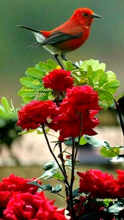 Beautiful birds