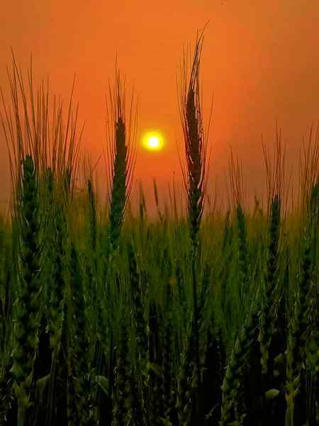 Hlo friends