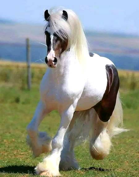 So cute Horse!