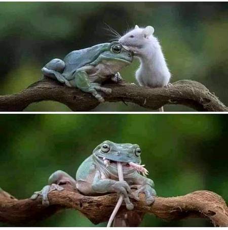دوشمن کبھی بھی دوست نہیں بن سکتے