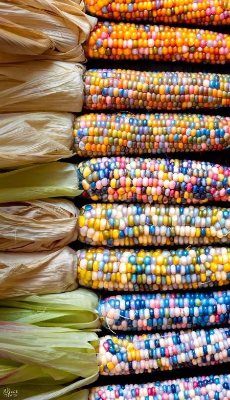 Different type of colored corns