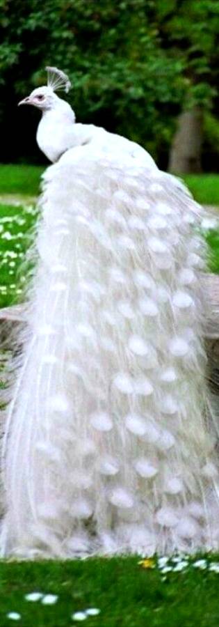 Beautiful  peacock .m5