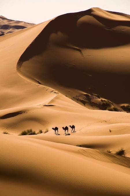 Camels in the sahara 🔥🔥