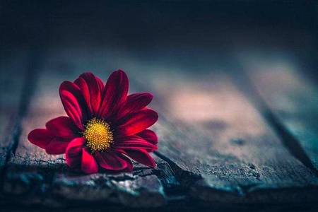 اپنی آواز سے زیادہ اپنی دلائل کو بلند کریں۔۔کیونکہ پھول

 بادل کے گرجنے سے نہیں بلکہ برسنے سے اگتے ہیں