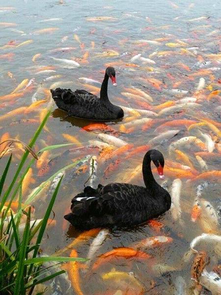 Fort Wayne children's Zoo Astralian Adventure___Black swans are found in Astralia.They are sometimes seen as cranky,as they will attack people who come into the area of their nests.Swans are able to fly at up to 50 miles per hour 💕💕