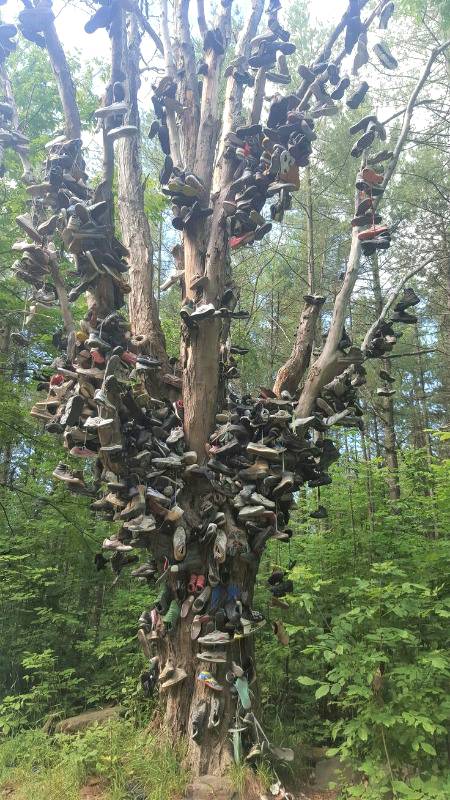 Hundreds of old  shoes strung over an aged,dead tree,took this on a road trip in ON, Canada 💕💕