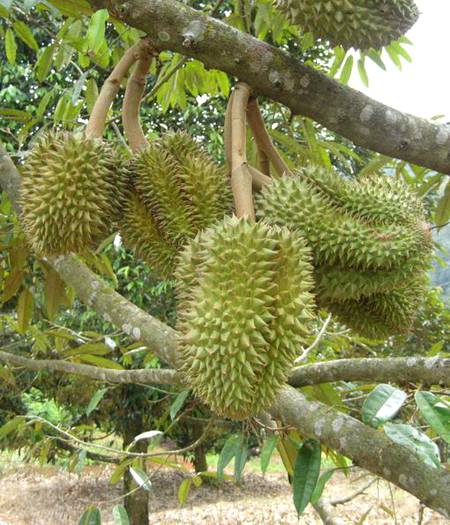 Bibit durian fruit