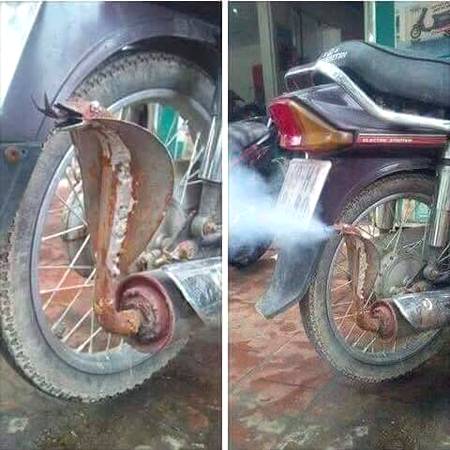 Silencer+snake