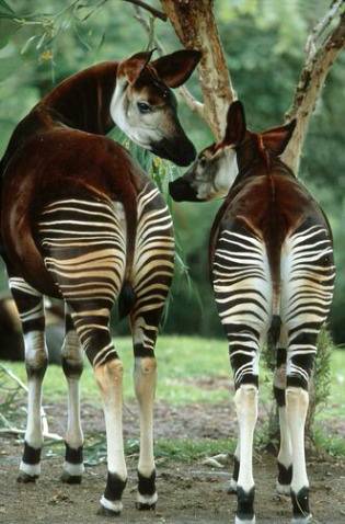 Okapi and red River hog💕💕