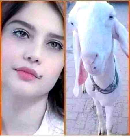 تم نا سہی تمہاری یاد ہی سہی
میں تمہاری شکل کی بکری خرید لایا ہوں😬🤭