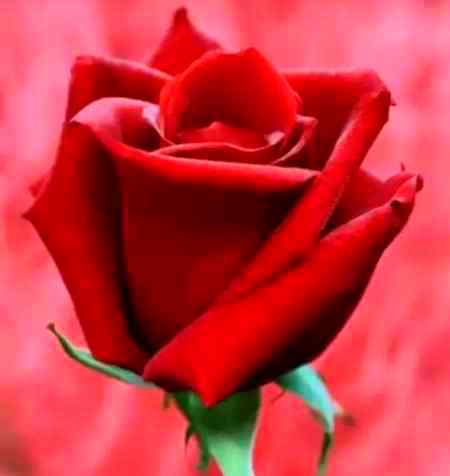 I love red rose but lety ni kisi sy gajry b MUGHAL SHARNI
