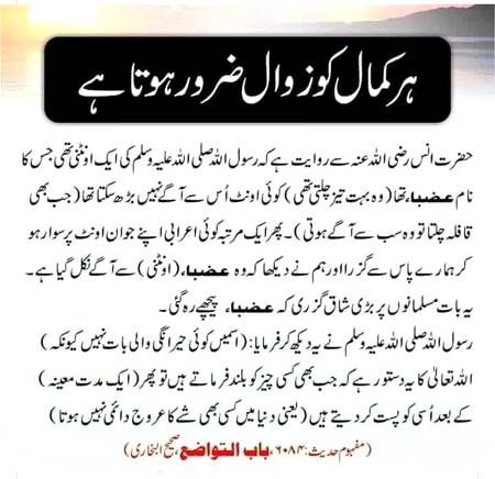 🌹🌹🌹صلی اللہ علی حبیبہ محمد نور من نوراللہ وعلی آلہ واہل بیتہ وعترتہ وازواجہ وصحبہ وجدہ وذریتہ و کل امتہ وبارک وسلم کثیراً کثیرا و دائماً ابدا 🌹🌹🌹