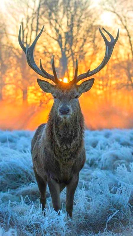 Art of nature