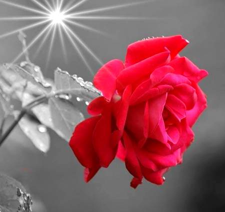 _*کتنی آســانی سے لوگـــــ گنواء دیتے ہیــں...!!!*_

_*اتنی مشکل سے کمائے ہوئے مخلص رشتے...!!!*_