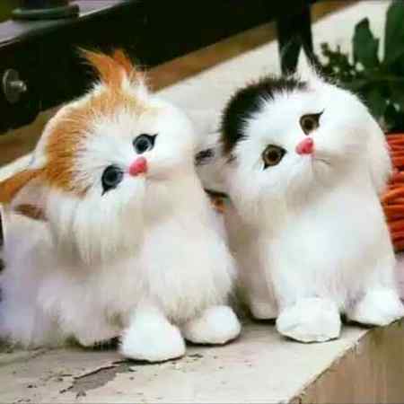 Cute cats