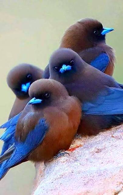 Beautiful birds
