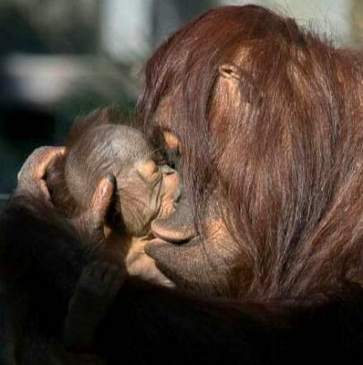 Parental love is the true love ever