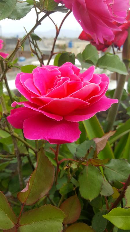 Flowers of my home
